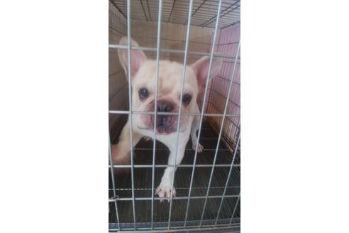 販売中のフレンチブルドッグの親犬